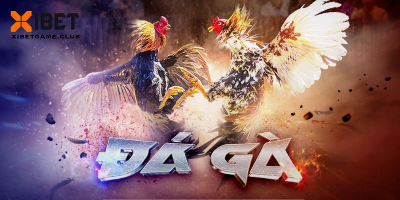 Danh mục đá gà uy tín tại nhà cái XIBET